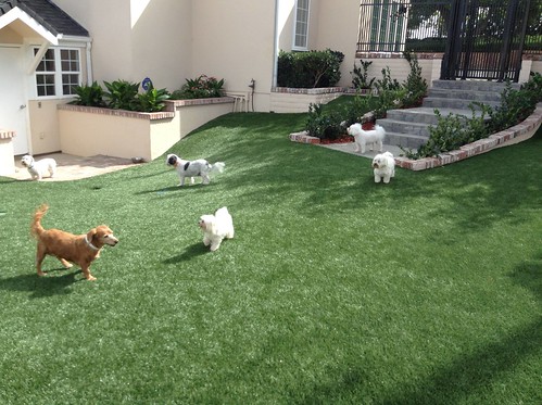 Six small and medium dogs outdoors