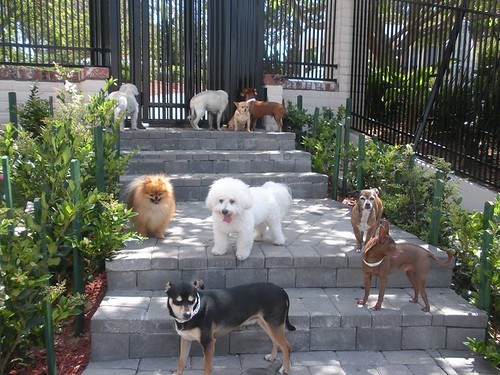 Eight dogs on an outdoor ladder